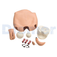 Modulo Fundus Maniqui Nursing Anne
